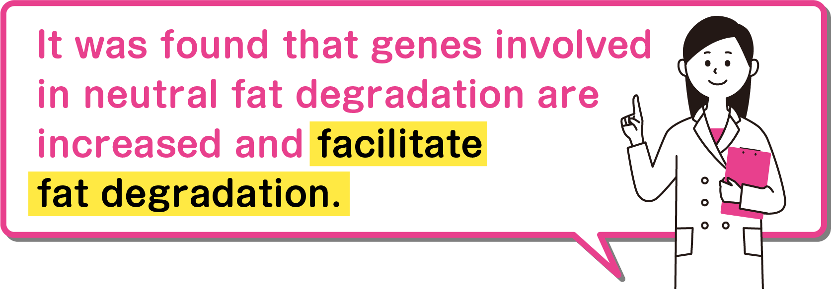 It was found that genes involved in neutral fat degradation are increased and facilitate fat degradation.